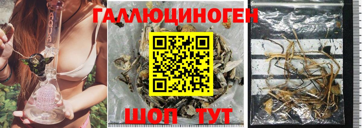 Галлюциногенные грибы Cubensis Балашиха